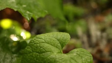 Bahçedeki çiçekler