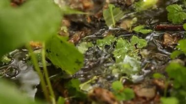 Bahçedeki çiçekler