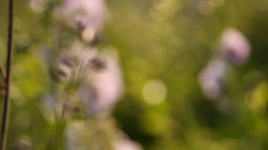 Bahçedeki çiçekler