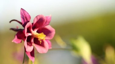 Bahçedeki çiçekler