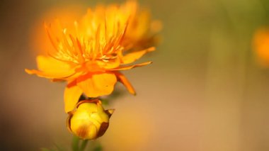 Bahçedeki çiçekler