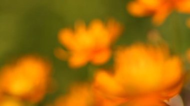 Bahçedeki çiçekler