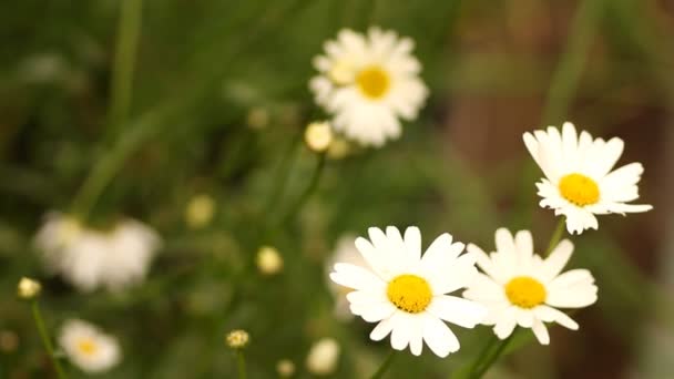 Bloemen in de tuin — Stockvideo