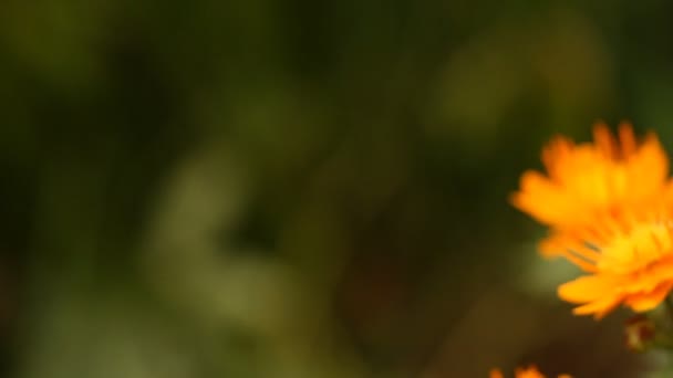 fleurs dans le jardin