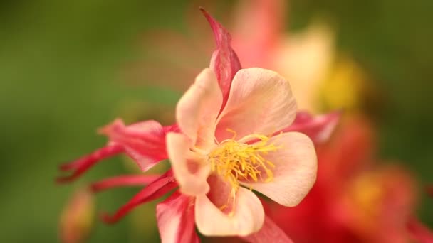 Flowers in the garden — Stock Video