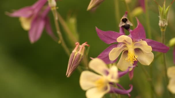 Blumen im Garten — Stockvideo