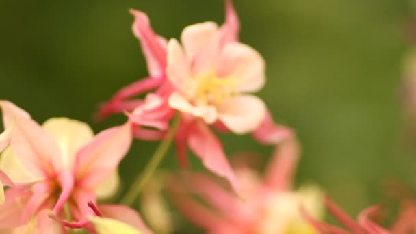 Flores en el jardín — Vídeo de stock