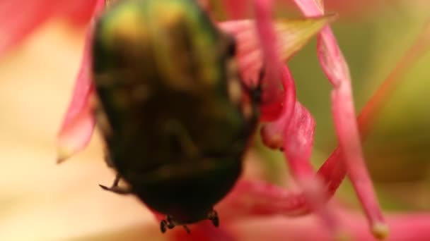 Flores en el jardín — Vídeo de stock