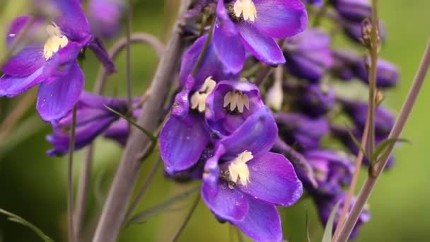 Fleurs dans le jardin — Video