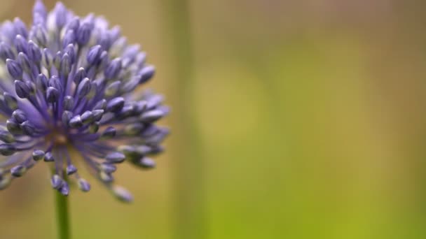 Blommor i trädgården — Stockvideo