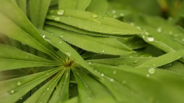 花园里的花 — 图库视频影像