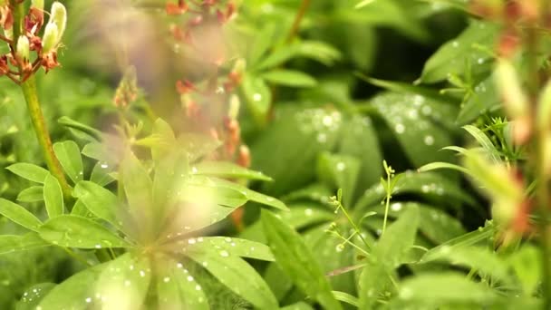 fleurs dans le jardin