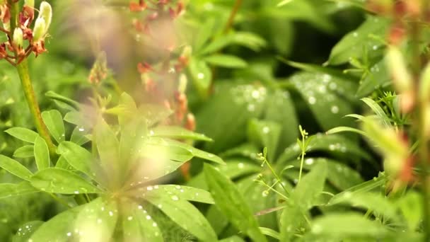 Flores en el jardín — Vídeo de stock