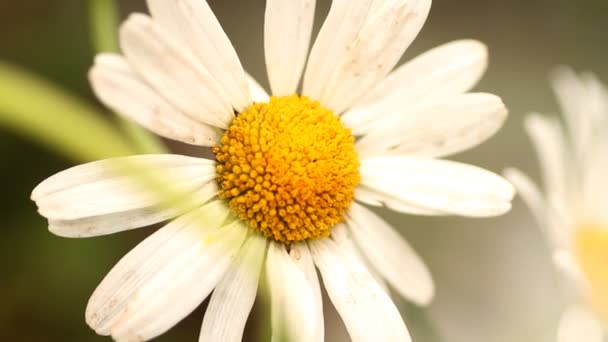 Flowers in the garden — Stock Video