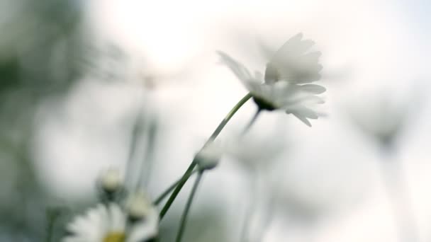 Blommor i trädgården — Stockvideo