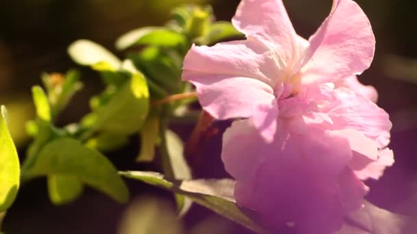 Flores en el jardín — Vídeo de stock