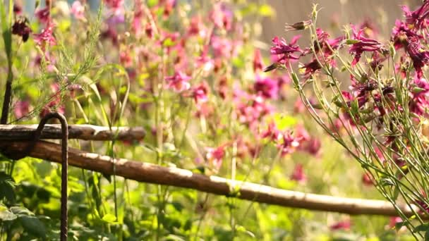 Virágok a kertben — Stock videók