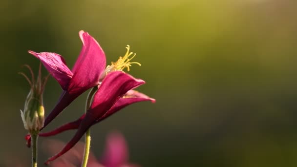 Blommor i trädgården — Stockvideo