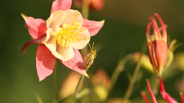 Blumen im Garten — Stockvideo