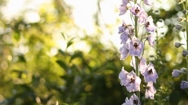 Blommor i trädgården — Stockvideo