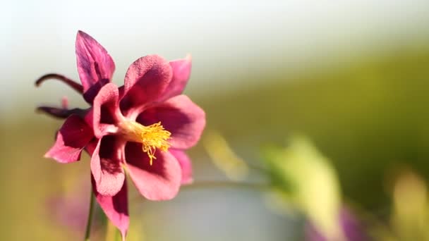 Flores en el jardín — Vídeo de stock