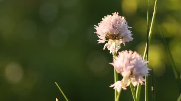 Blommor i trädgården — Stockvideo