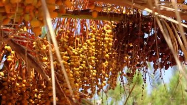 meyve palmiye ağacı