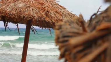 Deniz ve palmiye ağacı şemsiye