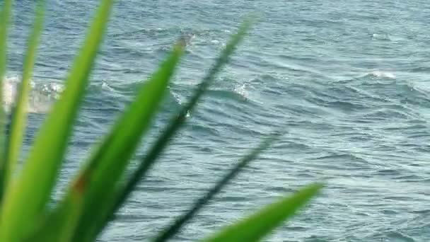 Palmiye ve deniz — Stok video