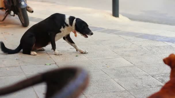 Hond in de stad — Stockvideo