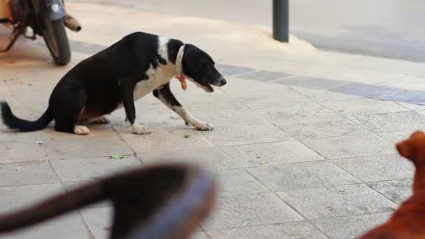 Hund i stad — Stockvideo