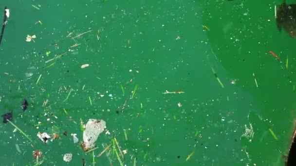 바다에 있는 먼지 — 비디오