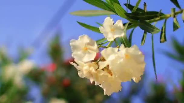 Flor en el viento — Vídeo de stock