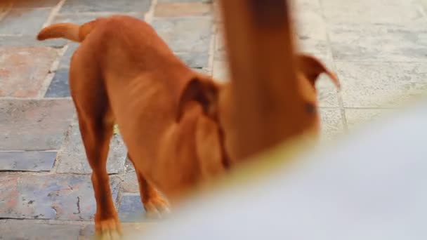 Hond in de stad — Stockvideo
