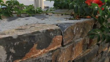 merdiven merdiven üzerinde çiçekler