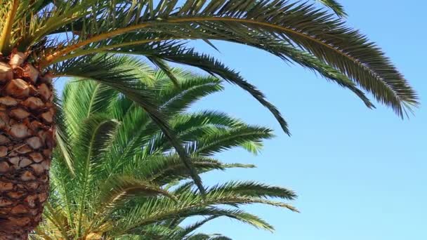 Palmera y cielo azul — Vídeos de Stock