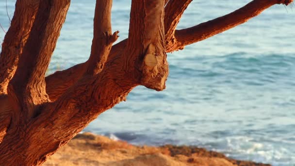 Θαλάσσια ακτή — Αρχείο Βίντεο