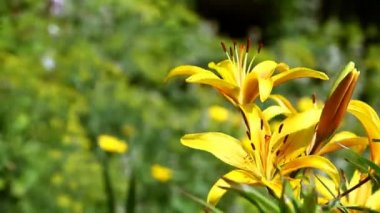 Bahçedeki çiçekler