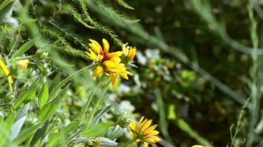 Bahçedeki çiçekler