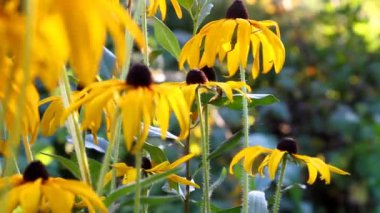 Yaz bahçesinde güzel çiçekler