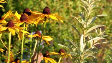 Yaz bahçesinde güzel çiçekler