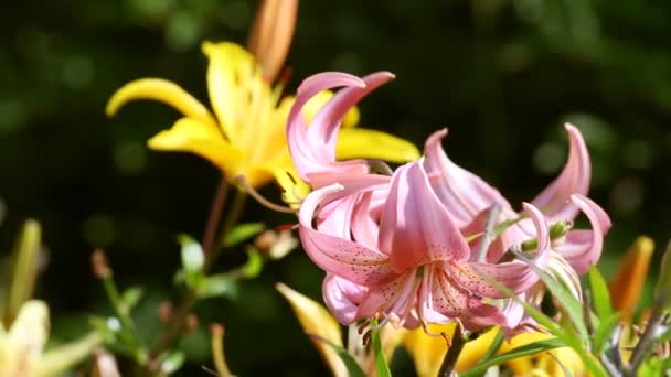 Flores en el jardín — Vídeos de Stock