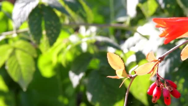 fleurs dans le jardin