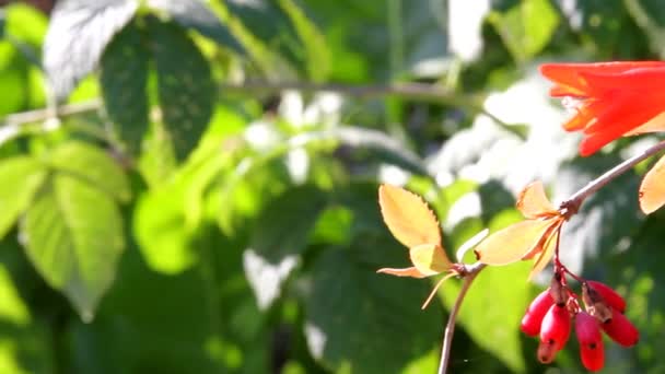 Blommor i trädgården — Stockvideo