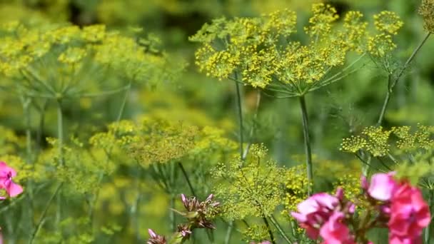 Bloemen in de tuin — Stockvideo