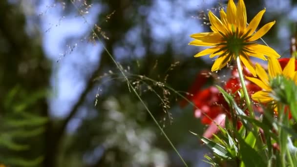 Bloemen in de tuin — Stockvideo