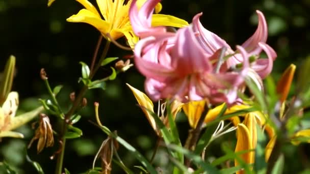 Bloemen in de tuin — Stockvideo