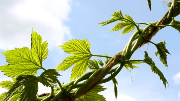 Balancement de fleurs dans le vent — Video