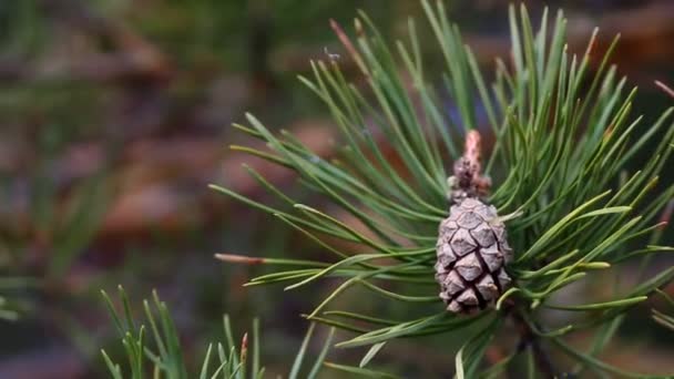 Sapin et bosse — Video