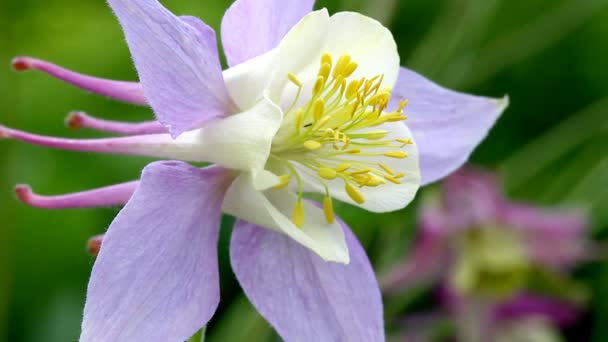 Gyönyörű virágok a nyári kertben — Stock videók